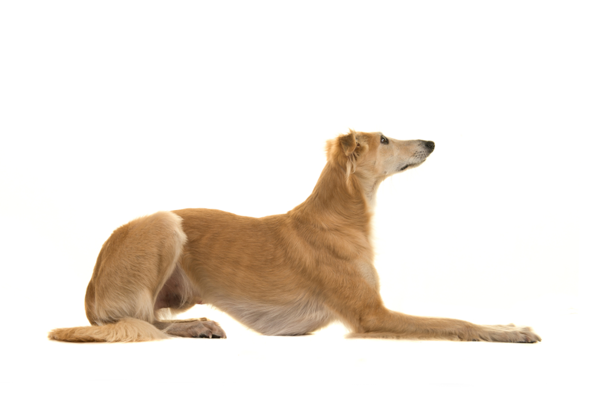 🐾 Silken Windsprite: Rassebeschreibung Charakter - dogbible