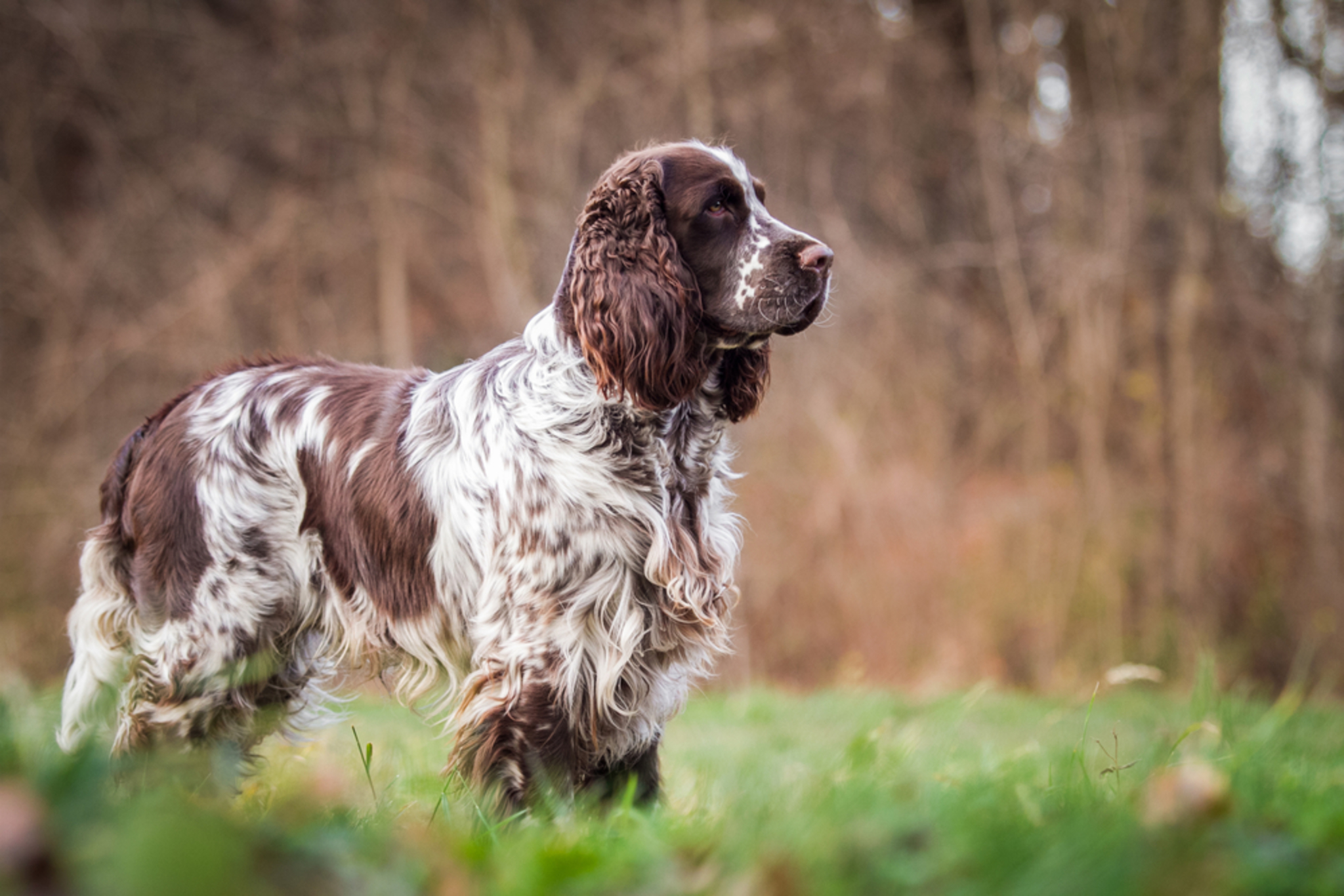 ? Springer Spaniel: Rassebeschreibung Charakter - dogbible