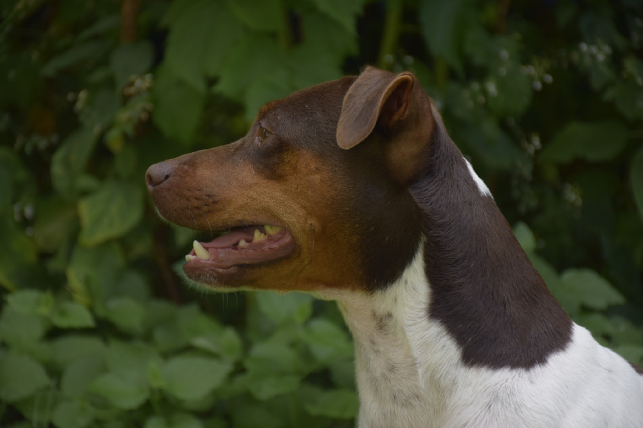 Terrier Brasileiro Temperament & Rassebeschreibung -dogbible