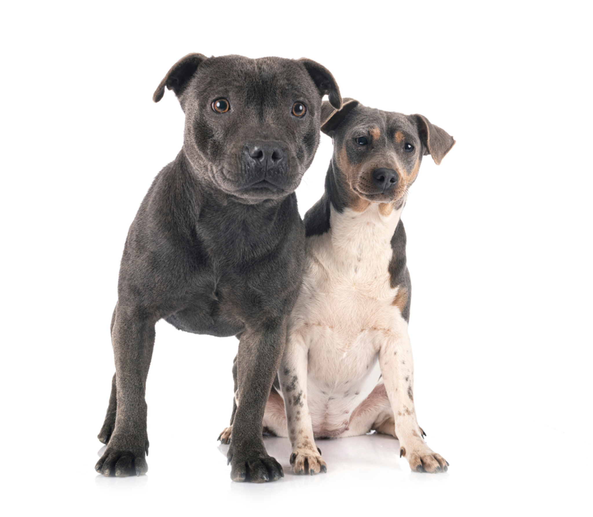 Terrier Brasileiro Temperament & Rassebeschreibung -dogbible