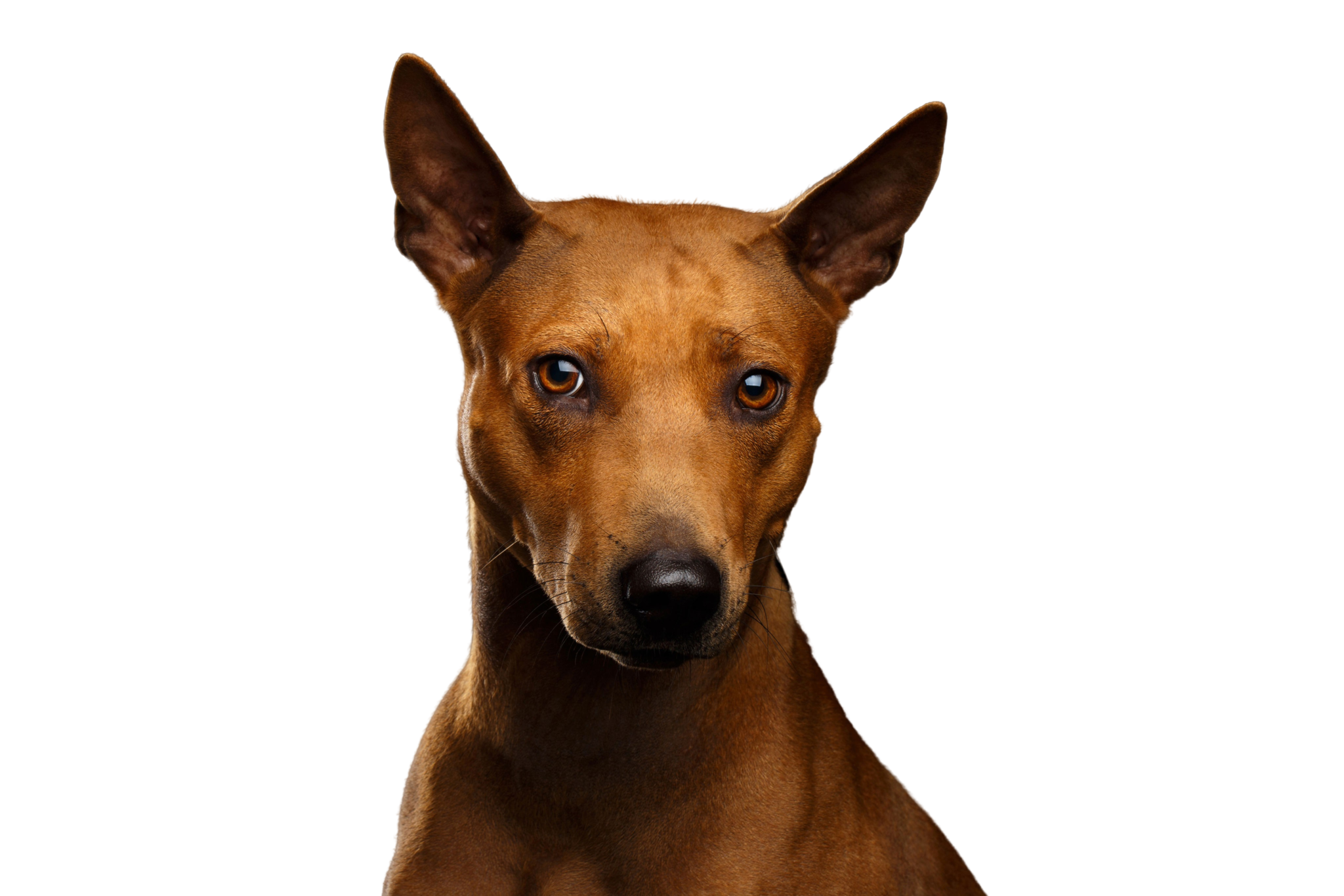 タイ リッジバックの気質と犬種の解説 Dogbible タイ リッジバックの気質と犬種の解説 Dogbible