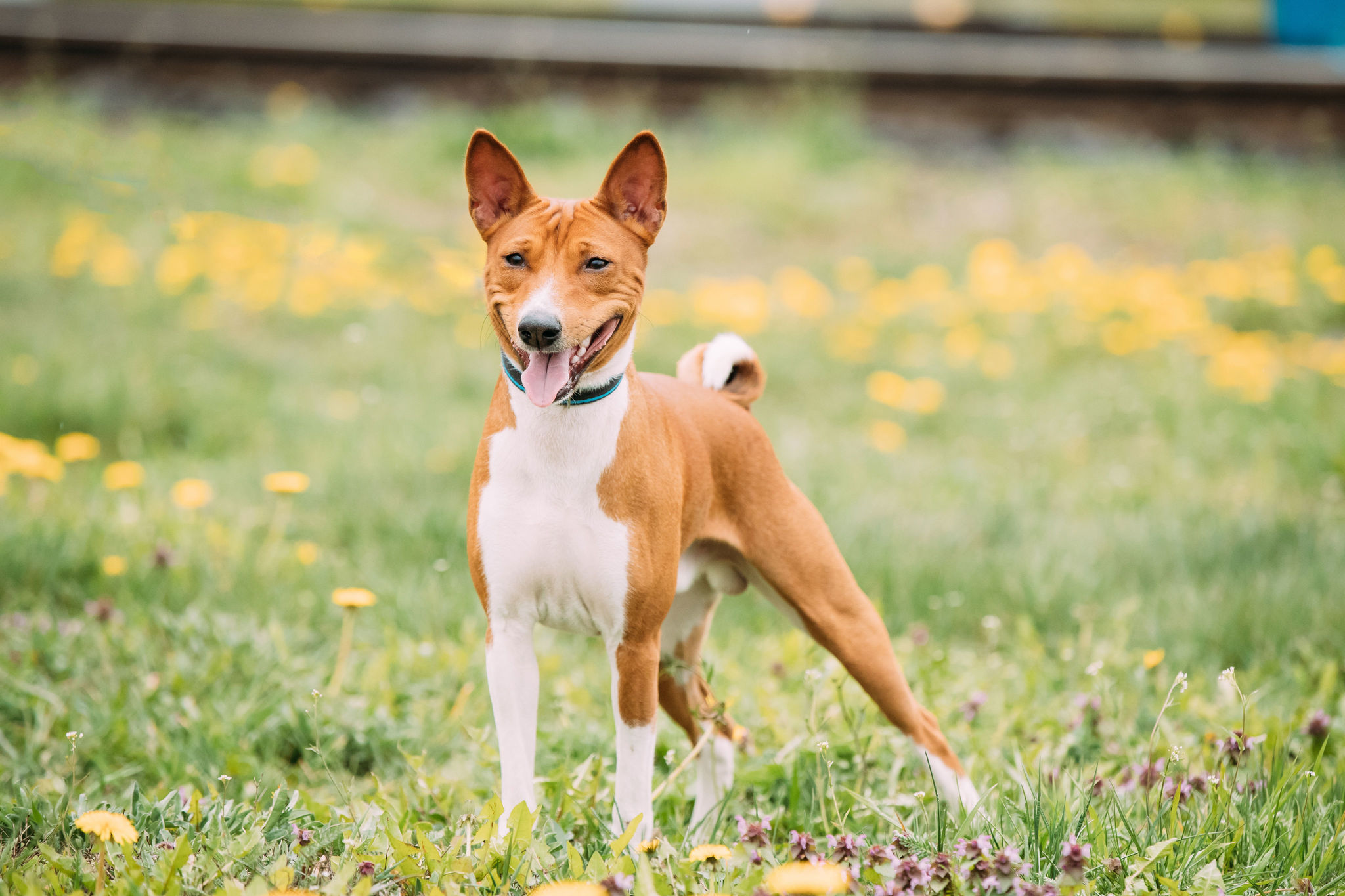 🐾 Basenji Rassebeschreibung Charakter &Co dogbible