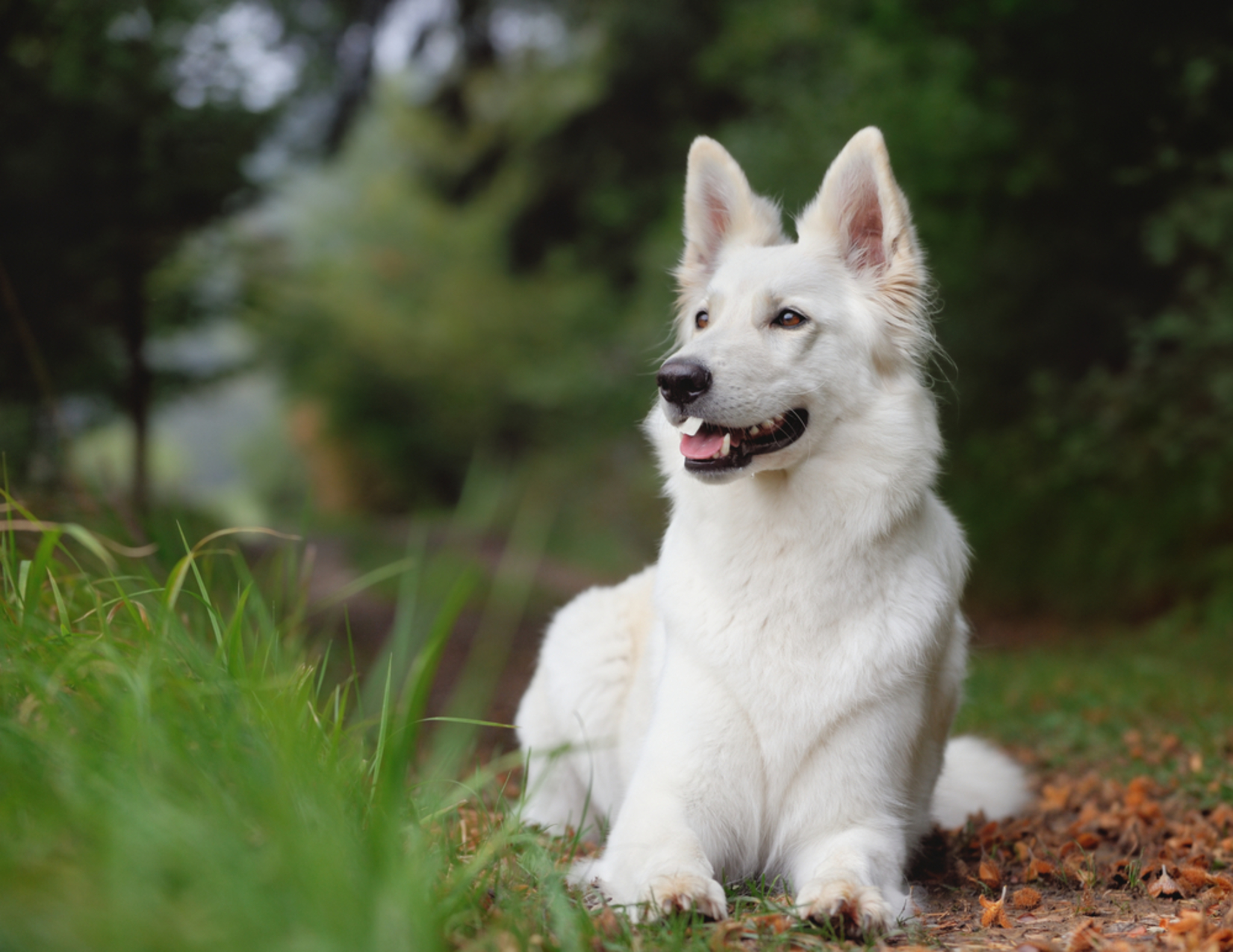 🐾 Weisser Schäferhund: Rassebeschreibung Charakter dogbible