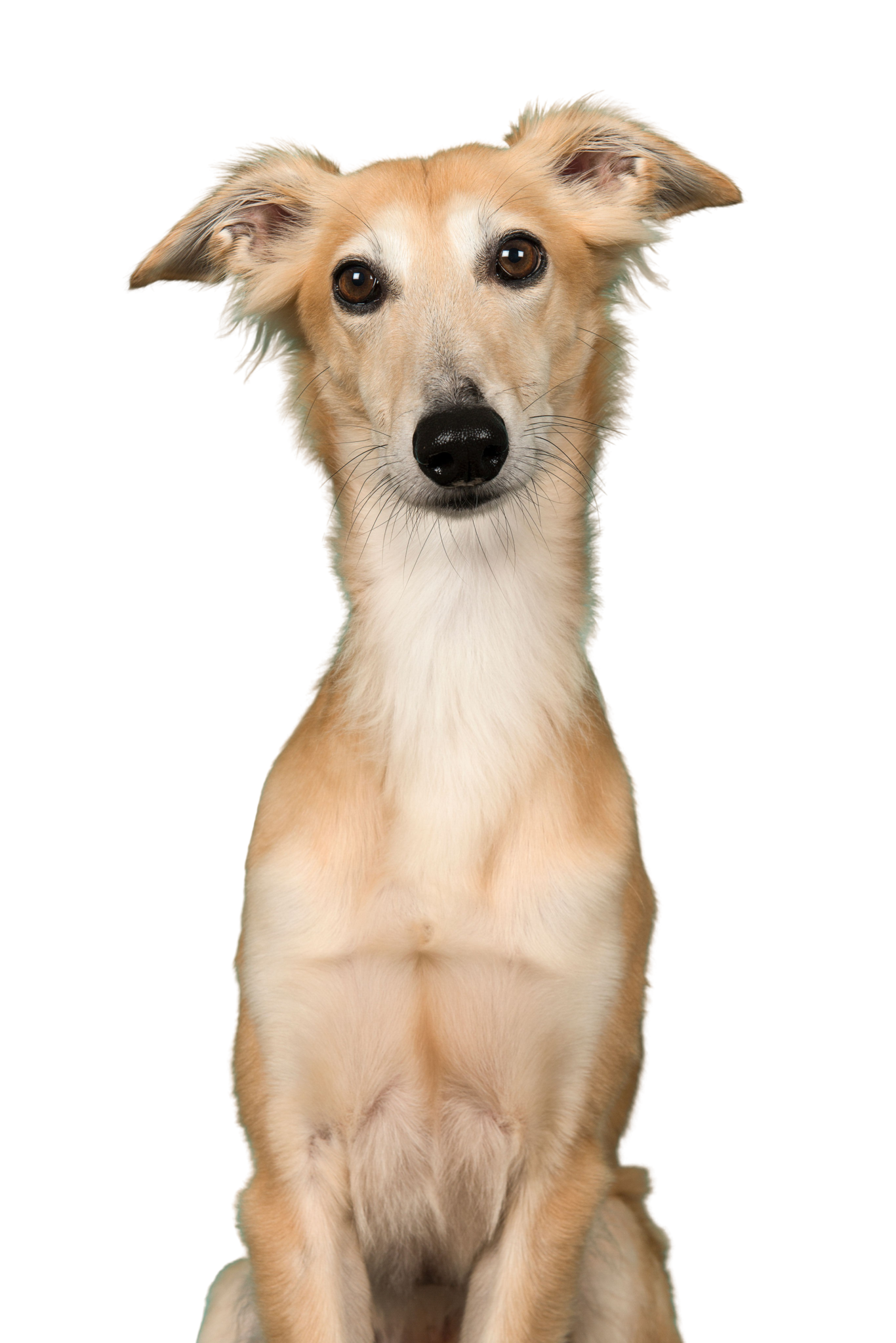 シルケン ウィンドスプライト 犬種解説キャラクター Dogbible