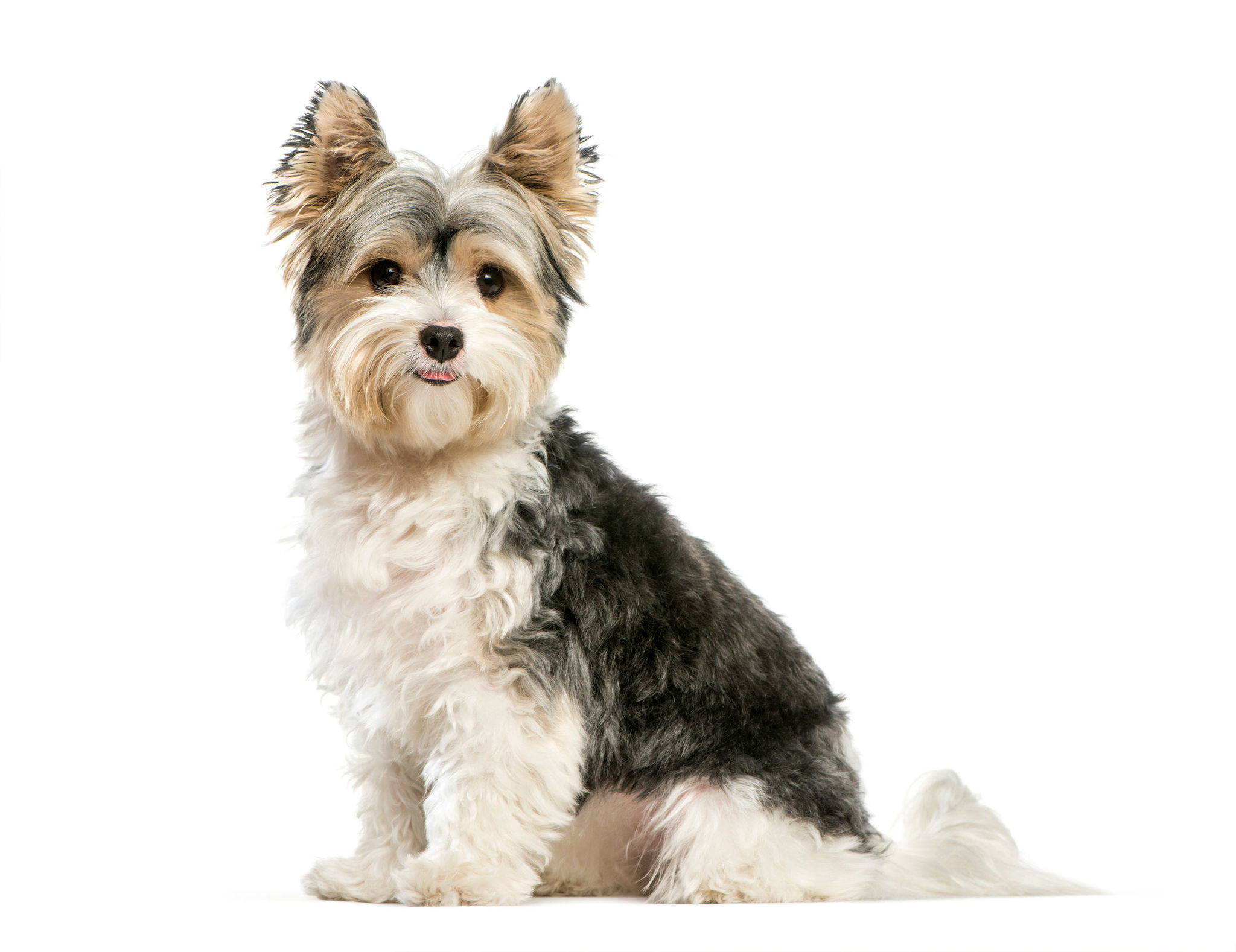 🐾 Yorkshire Terrier Rassebeschreibung dogbible