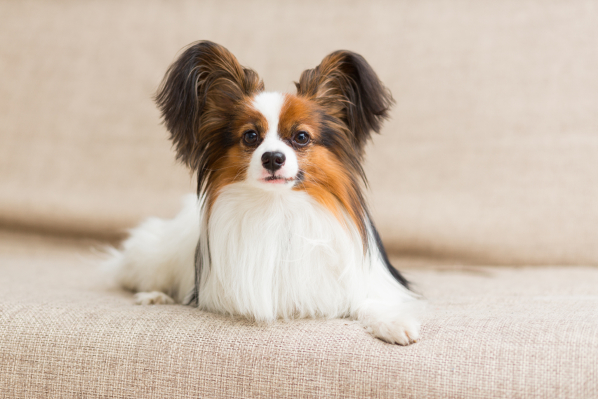 Kontinentaler Zwergspaniel (Papillon)